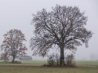 Alleinstehende Bäume im Nebel des Herbstwetters
